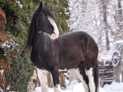 Black and white clydesdale horse snowy day