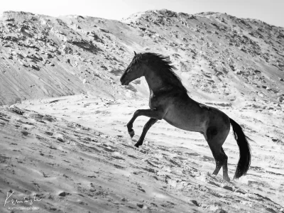 Black and white galloping horse snow
