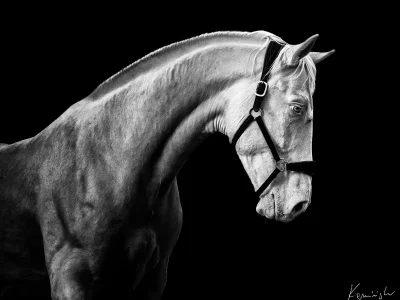 Black and white horse portrait
