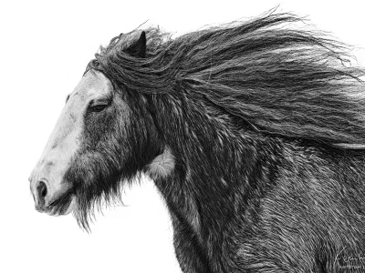Black and white mane wind blowing