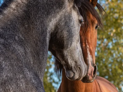 Black gray horse brown mane