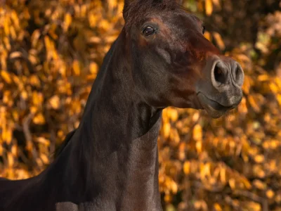 Black horse autumn leaves