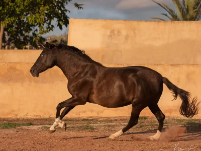 Black horse galloping dirt ground