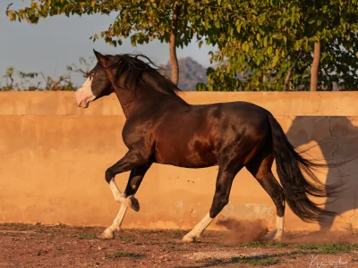 Black horse galloping dirt track