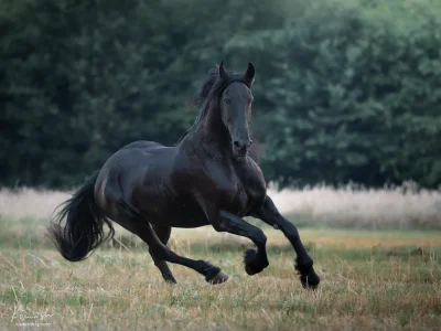 Black horse galloping grassland