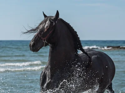 Black horse galloping water