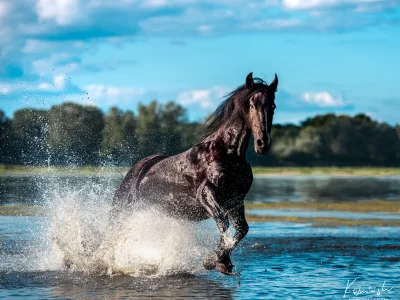 Black horse galloping water