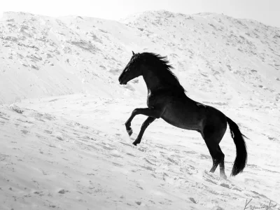 Black horse galloping white sand