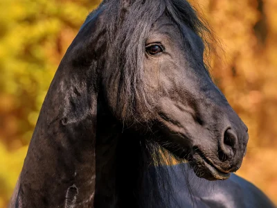 Black horse golden background