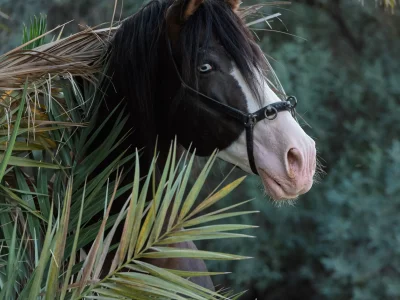 Black horse palm leaves