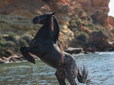 Black horse rearing water rocky cliff