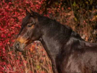 Black horse red leaves background