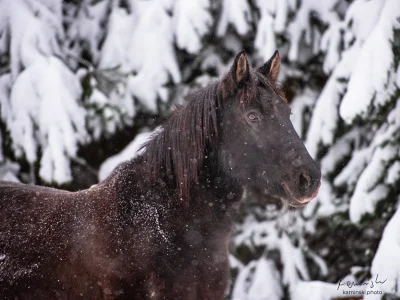 Black horse snow forest