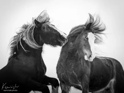 Black horses rearing white background