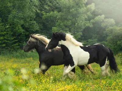 Black white pony galloping flowers