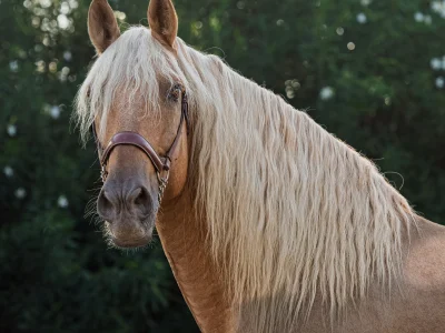 'blonde mane brown horse forest'
