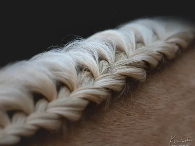 'braided mane close-up'