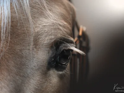 Brown eye white mane closeup
