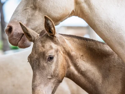 Brown foal resting head on white mare's neck