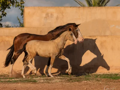 Brown foal walking wall