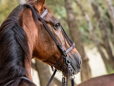 Brown horse bridle trees