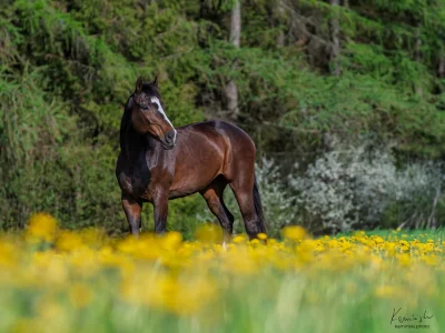 Brown horse dandelions forest