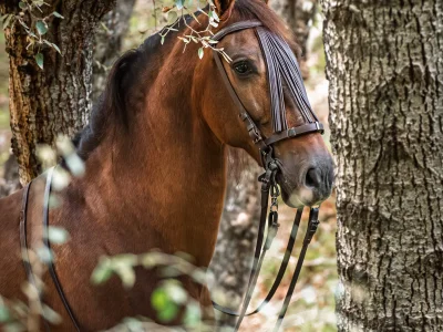 Brown horse forest harness