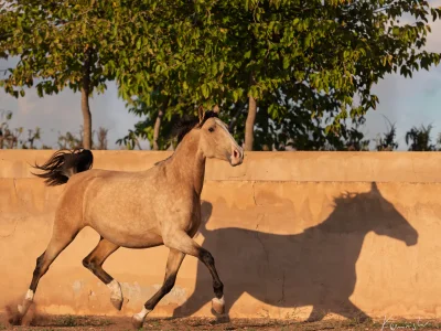 Brown horse galloping wall