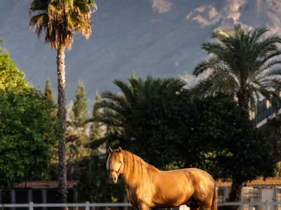 Brown horse standing dirt ground