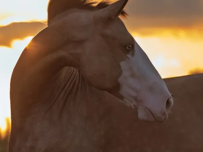 Brown horse sunset silhouette