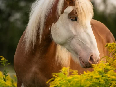 Brown horse white mane yellow flowers