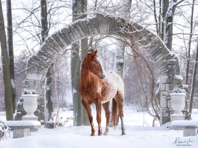 Brown spotted horse snowy archway