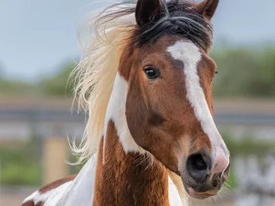 Brown white horse mane