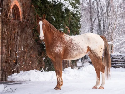 Brown white spotted horse snow covered ground