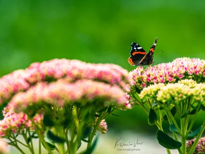 Butterfly flowers greenery