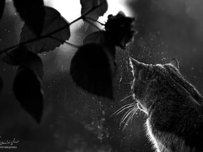 Cat silhouette leaves