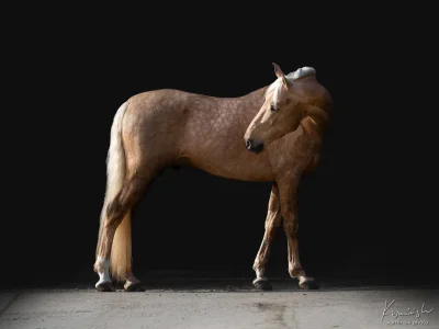 'chestnut foal standing still'