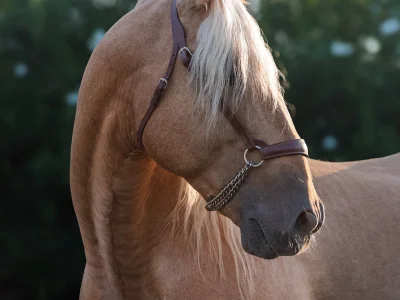 'chestnut horse bridle sunlight'