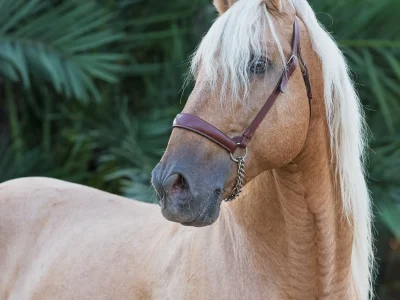 Chestnut horse bridle white mane