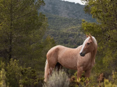 'chestnut horse forest hillside'