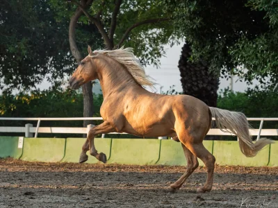 'chestnut horse galloping arena'