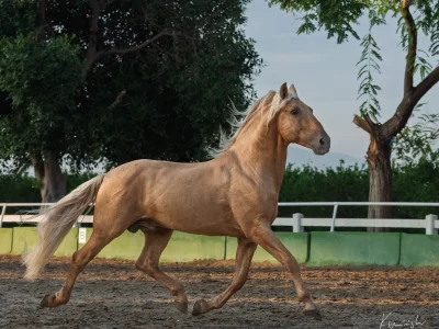 'chestnut horse galloping arena'