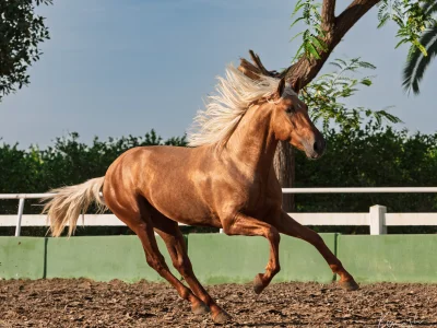 Chestnut horse galloping enclosure