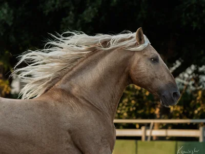 'chestnut horse galloping fence line'