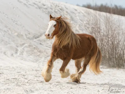 Chestnut horse galloping snow