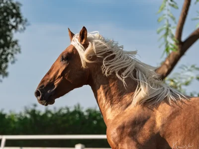 Chestnut horse mane sky