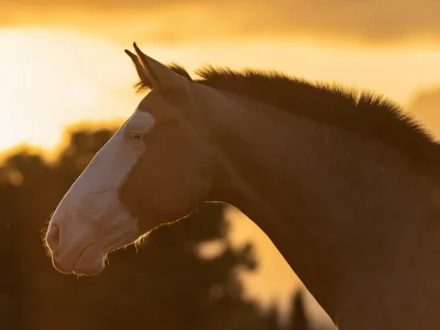 'chestnut horse sunset silhouette'