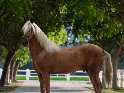Chestnut horse white mane