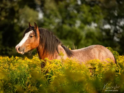 Chestnut horse wildflowers pasture