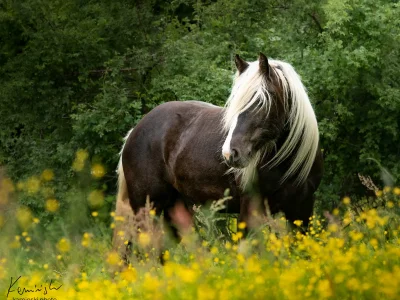 'chestnut pony pasture flowers'